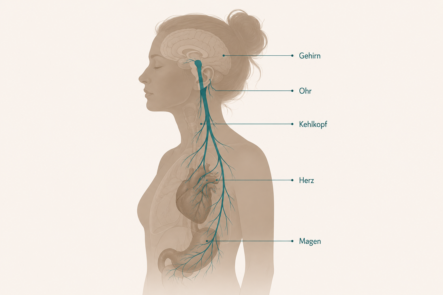 Vagusnerv-Verlauf im Körper - anatomische Darstellung