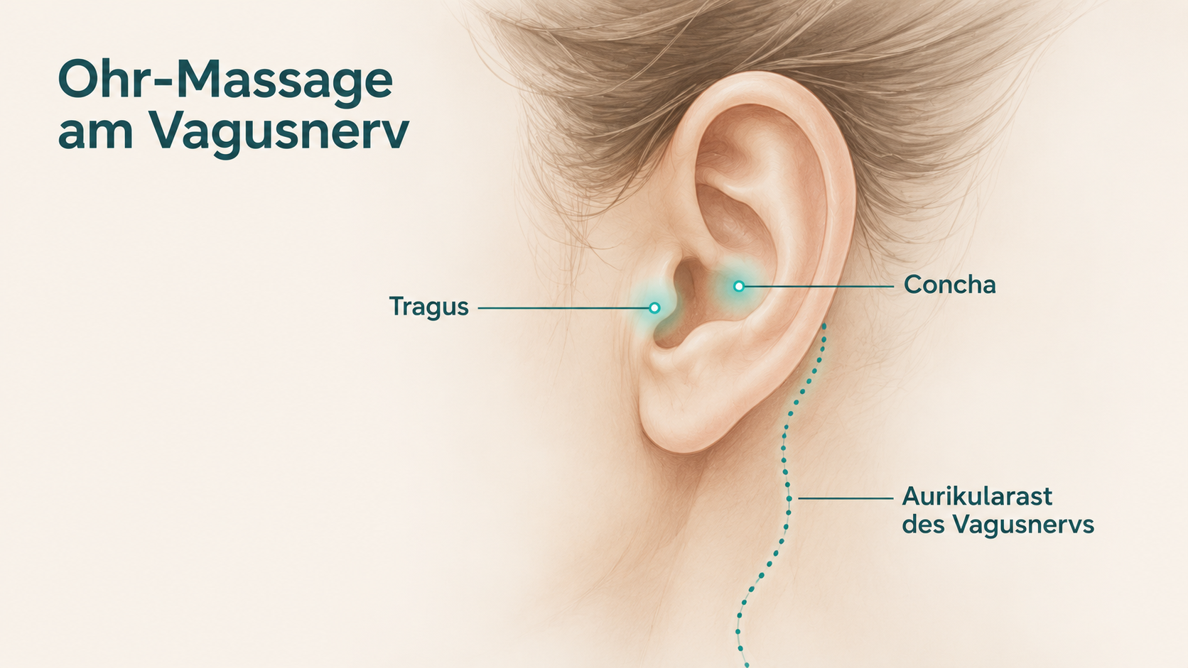 Ohr-Anatomie mit Vagusnerv-Druckpunkten: Tragus, Concha, Aurikularast